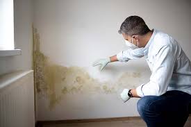 Benson, MN Mold Prevention & Removal  Company